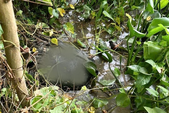 Khởi tố người đàn ông sát hại 'vợ hờ' rồi phi tang xác