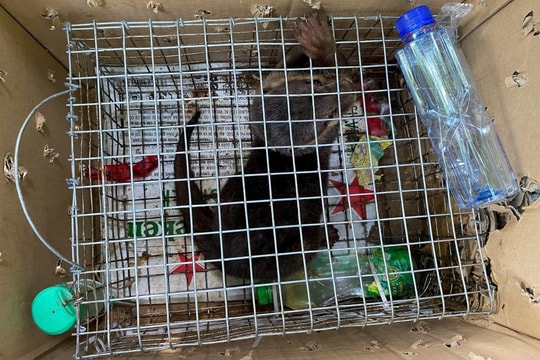 Cứu hộ cá thể rái cá vuốt bé quý hiếm