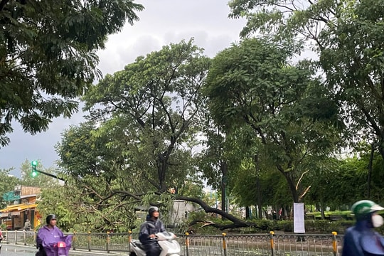 TP.HCM mưa dông, mái tôn bị cuốn bay, đường ngập, cây xanh gãy đổ