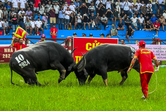 Sắp diễn ra Lễ hội chọi trâu truyền thống Đồ Sơn năm 2025