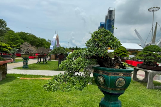 Hơn 5.000 tác phẩm sinh vật cảnh hội tụ tại Gia Lai