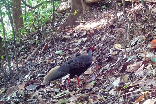 Ghi nhận nhiều loài động vật quý hiếm nhờ hệ thống máy ảnh trong rừng