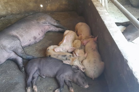 Phòng chống dịch tả lợn Châu Phi: Cuộc chiến cần sự chung tay