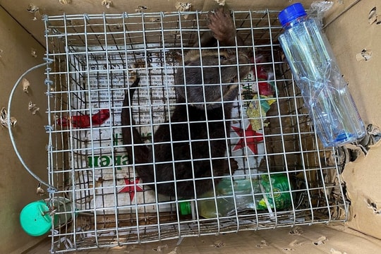 Khởi tố đối tượng buôn bán động vật hoang dã, quý hiếm