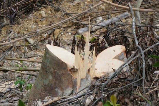 Phạt gần 70 triệu đồng một cá nhân phá rừng tự nhiên ở Thanh Hóa