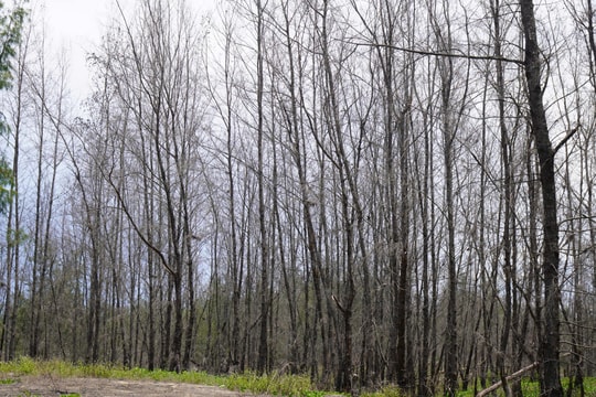 Rừng dương ven biển Gia Lai chết khô hàng loạt, người dân lo mất "lá chắn" gió bão