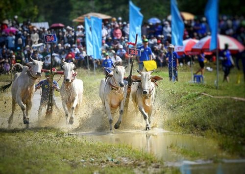 Tưng bừng Hội Đua bò Bảy Núi An Giang