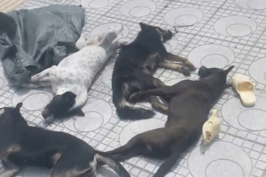 Truy bắt 2 tên trộm chó liều lĩnh