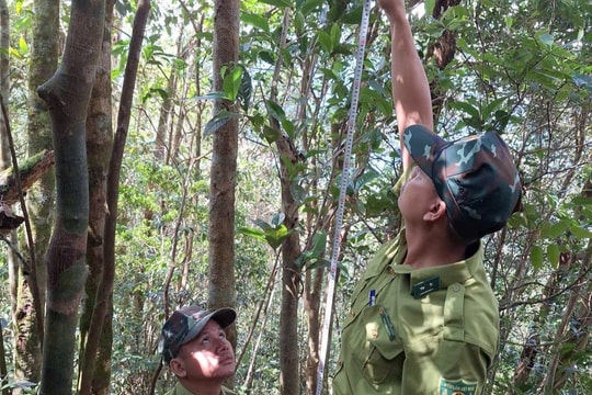 Phát hiện 2 cây chè Shan cổ thụ quý hiếm trên núi cao ở Huế