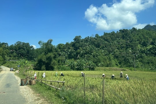 Người dân chạy đua bão Ragasa thu hoạch lúa mùa