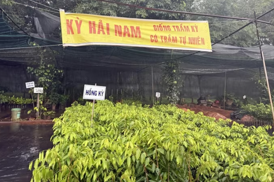 Phú Thọ: Phát hiện vi phạm trong kinh doanh giống cây Kỳ Hải Nam