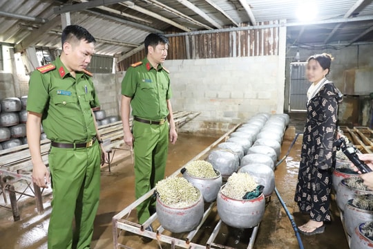 Dùng “nước kẹo” để sản xuất giá đỗ