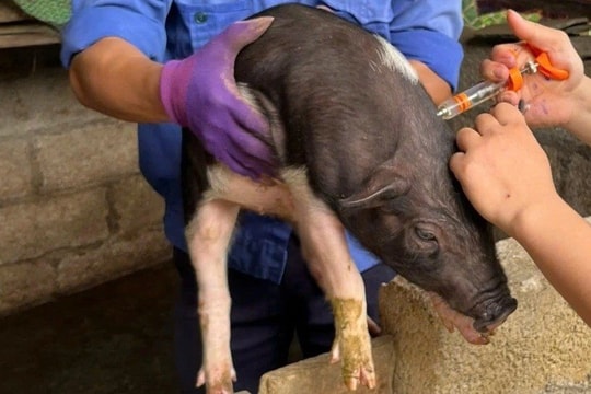 Dịch tả lợn châu Phi tại Cao Bằng có xu hướng giảm