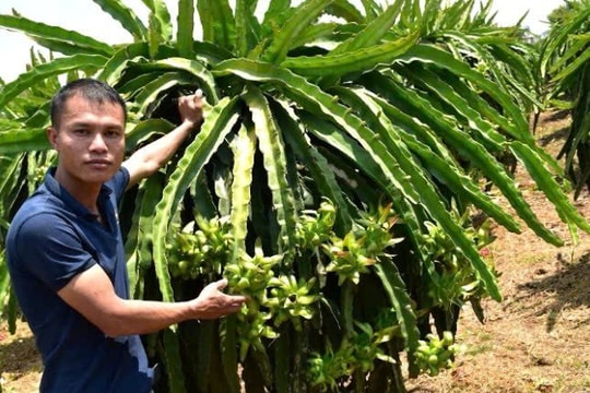 Lâm Đồng: Đưa thanh long vào nhóm cây chủ lực quốc gia