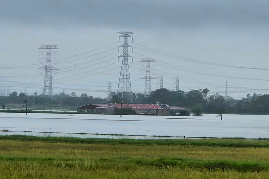Lũ nhấn chìm gần 8.000 ha hoa màu, nông dân nguy cơ "mất trắng" vụ lúa chín