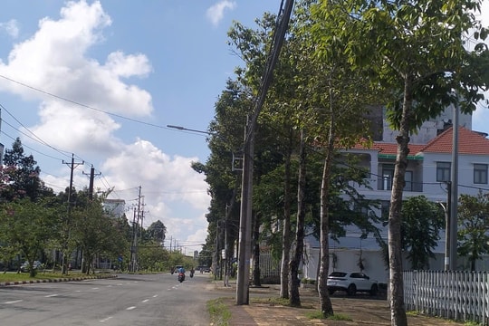 Cà Mau: Rà soát các dự án có sử dụng cây xanh trên địa bàn tỉnh