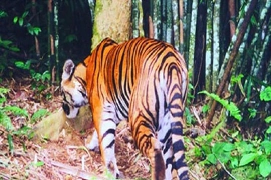 Sự thật về tin đồn hổ xuất hiện tại Phú Thọ