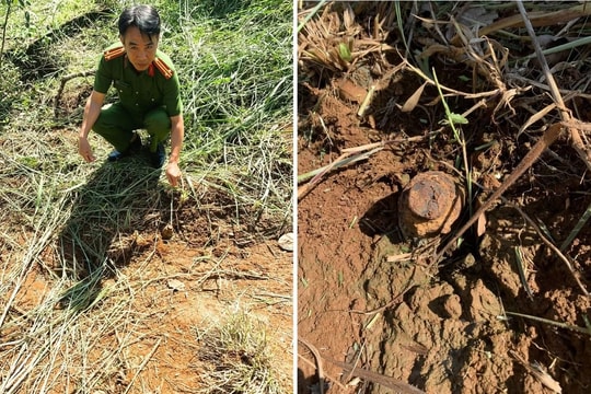 Phát cỏ vườn nhà, lòi ra… đầu đạn