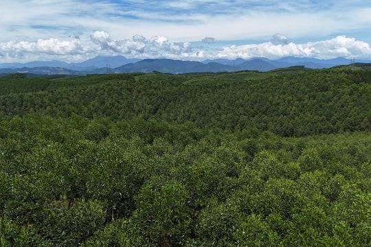 Quảng Trị: Hơn 200 ha đất rừng sử dụng trái phép bao giờ mới được thu hồi?