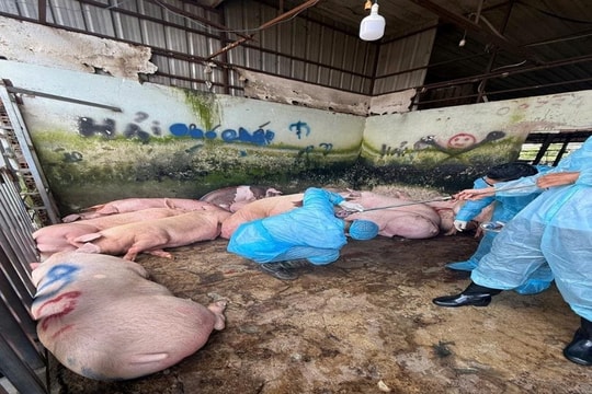 Một cơ sở bị phát hiện sử dụng chất cấm để “tăng cơ, giảm mỡ” đàn heo