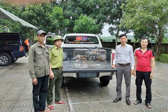 Hai cá thể chim niệc nâu quý hiếm lạc vào nhà dân ở Quảng Trị