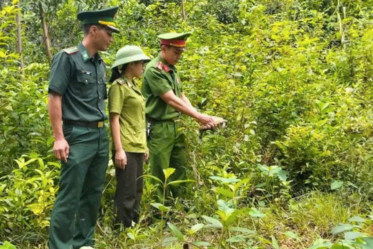 Người dân Quảng Trị chung tay bảo vệ loài rùa núi quý hiếm