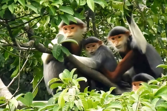 Huế thành lập khu bảo vệ cảnh quan Bắc Hải Vân