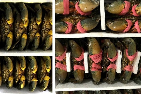 Cua Cà Mau: Hương rừng - Vị biển