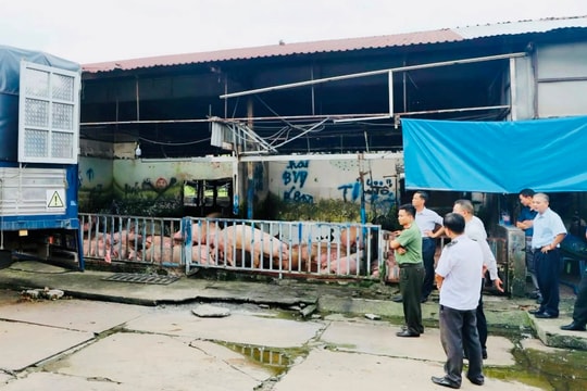 Đồng Nai: Phạt hành chính chủ "vỗ béo" heo bằng chất cấm