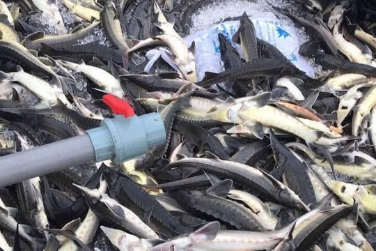 Mưa lớn khiến 45 tấn cá tầm chết, thiệt hại hàng tỉ đồng