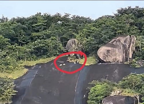 Động vật lông trắng trên đỉnh núi Ma Thiên Lãnh không phải khỉ trắng