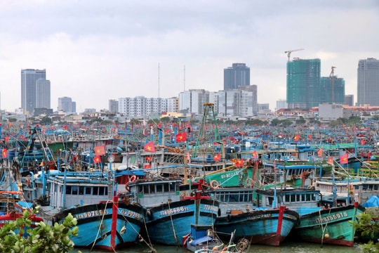 Hơn 4.000 tàu cá vào neo đậu an toàn tại Đà Nẵng trước bão số 12