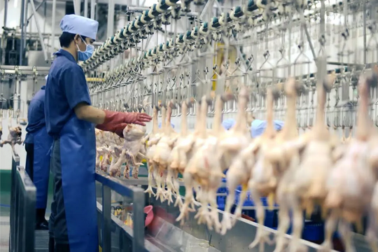 Hà Nội: Xử lý cơ sở giết mổ gia súc, gia cầm nhỏ lẻ, tự phát