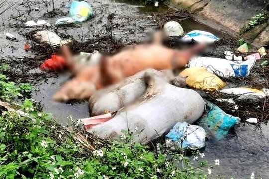 Hà Tĩnh: Tăng cường kiểm soát dịch tả lợn châu Phi