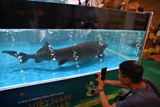 Cá tầm khổng lồ 50kg được đấu giá thành công 102 triệu đồng