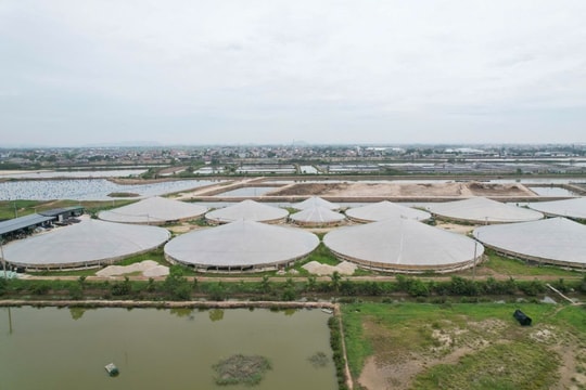Thanh Hóa: Chỉ đạo xử lý dứt điểm tình trạng nuôi tôm trái phép