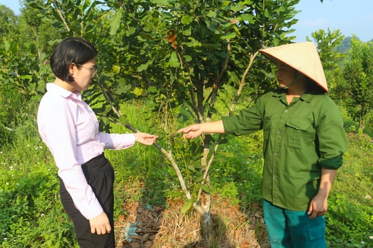 Tạo nền tảng vững chắc cho giảm nghèo bền vững ở Thái Nguyên