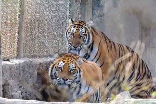 Thanh Hóa: Đang đấu mối chuyển giao đàn hổ tại xã Xuân Tín