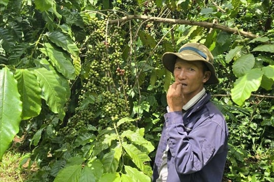 Giá cà phê tăng cao, chính quyền và người dân “giải bài toán” về vấn nạn trộm cắp