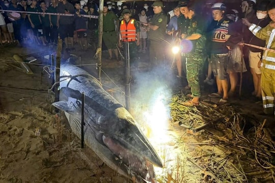 Cá Ông lụy bờ Nguyễn Tất Thành, ngư dân lập lễ tiễn