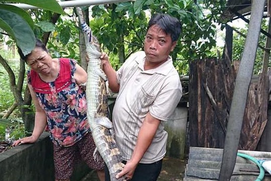Cơ quan chức năng lên tiếng vụ cá sấu xổng chuồng cắn thầy giáo