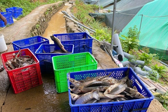 Sạt lở đất làm chết 70 tấn cá tầm, thiệt hại hàng tỷ đồng