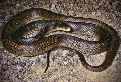 Nguy cơ rắn độc cắn sau mưa lũ, người dân cần cảnh giác