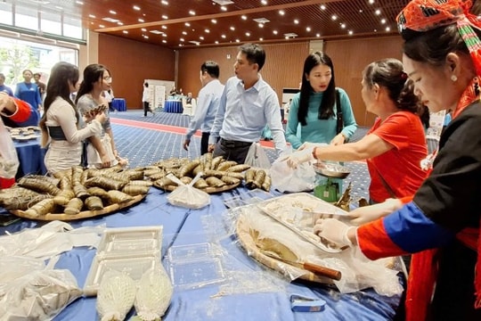 “Mang hồn núi xuống phố biển” – Dự án đưa văn hóa miền núi Đông Bắc đến gần du khách Hạ Long
