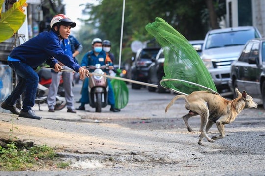 Từ 15/12, thả rông động vật nuôi ở nơi công cộng bị phạt tới 1 triệu đồng
