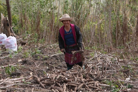 Ngành sắn Việt Nam trên hành trình phát triển bền vững, bảo đảm sinh kế nông dân