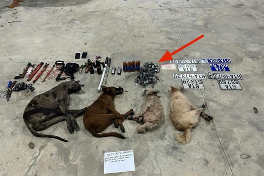 TP.HCM: Tàng trữ loạt biển số giả dùng ô tô đi bắt trộm chó