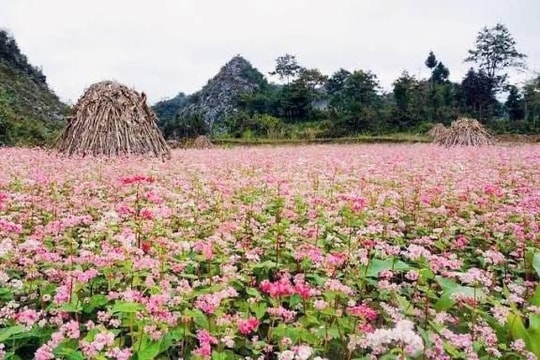“Miền đá nở hoa” - Khi Tuyên Quang bừng sáng mùa hoa tam giác mạch