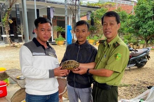 Người dân Huế tự nguyện giao nộp 5 cá thể rùa quý hiếm