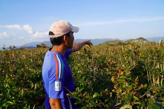 Bão số 13 gây thiệt hại nặng tại 'thủ phủ mai vàng' An Nhơn